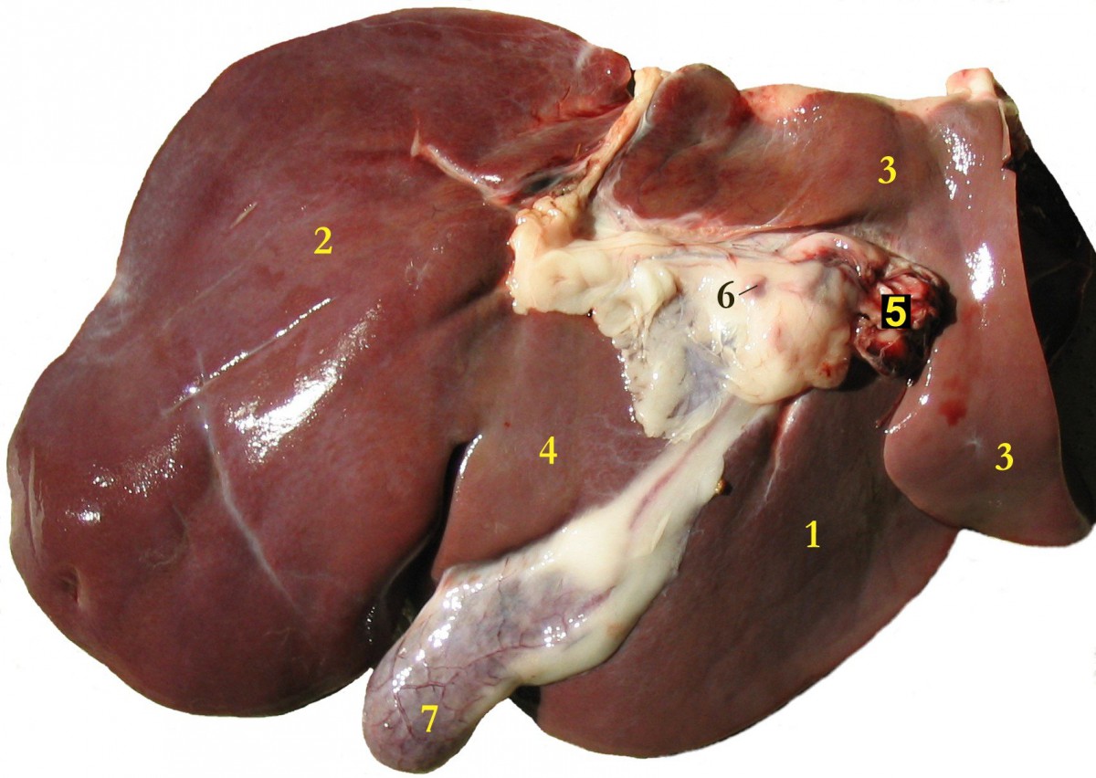 Liver Function in Human Body